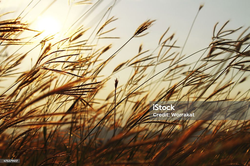 Bambolear la hierba fondo con el cielo al atardecer - Foto de stock de Bambolear libre de derechos