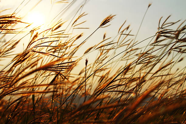 istock Swaying the grass with sunset sky background 475379417