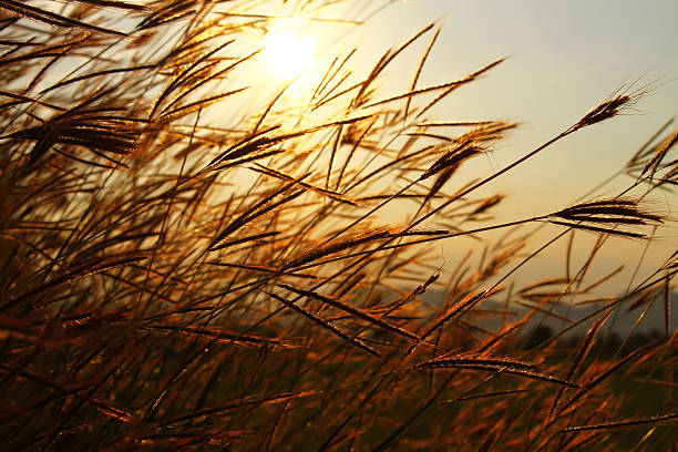 istock Swaying the grass with sunset sky background 475379427