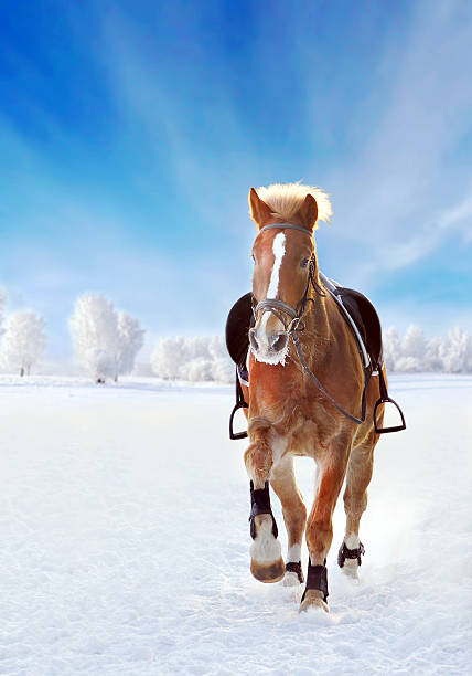 istock Brown horse galloping through the snowy winter field 475380279