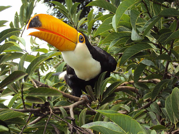 Free toucan Beauty is striking, this bird is not afraid to be photographed, unlike approaches and appears happy to be free. channel billed toucan stock pictures, royalty-free photos & images