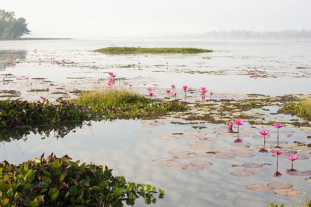 pink lilly pads nebel-landschaft - lillypad lily water lily water stock-fotos und bilder