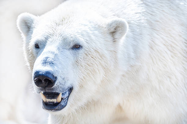 istock Ice polar bear closeup awesome white detail 475381960
