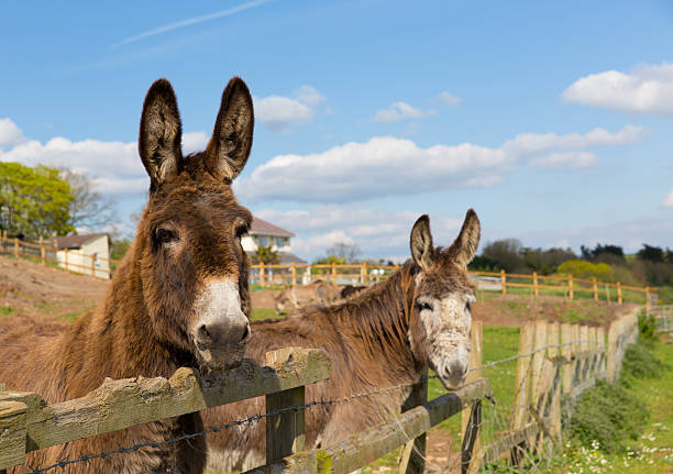 istock Two donkeys by fence in field blue sky spring day 475382692