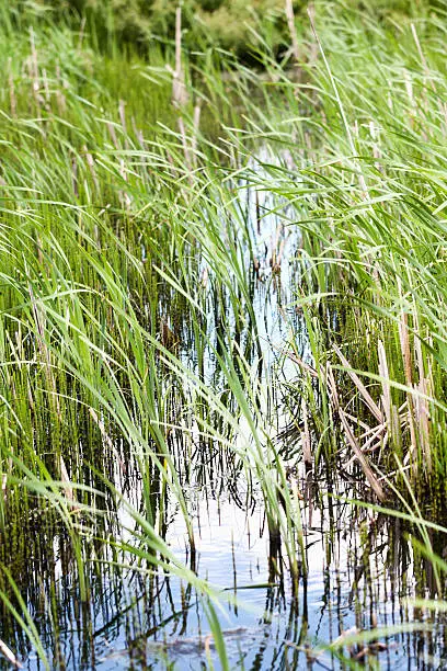Snakegrass and reeds in a Minnesota swamp.