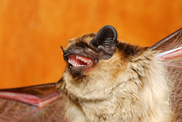 Daubenton's bat - Myotis daubentonii Daubenton's bat - Myotis daubentonii echolocation photos stock pictures, royalty-free photos & images