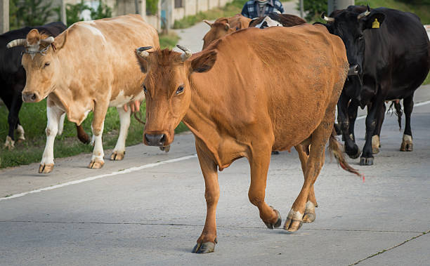 istock cow crossing the road stares us 475383402