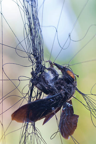 смерть жук на капкан - baffle стоковые фото и изображения