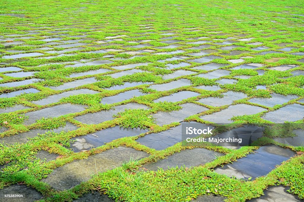 Slate and green weeds to form texture on ground Slate and green weeds wet by rain water,to form regular texture on ground. Geometric figures and lines look like the coordinate. Take photo from low angle view,ground for background. 2015 Stock Photo