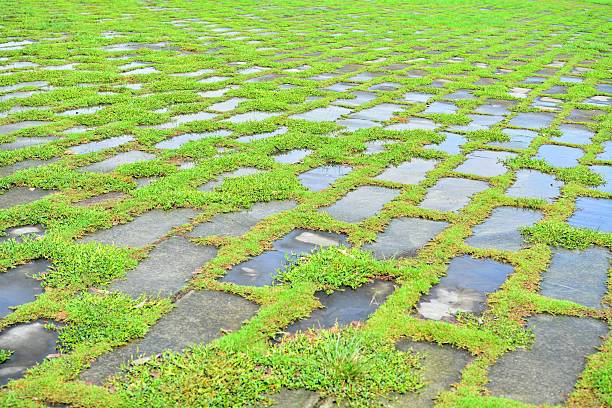 Slate and green weeds wet by rain water,to form regular texture on ground. Geometric figures and lines look like the coordinate. Take photo from low angle view,ground for background.