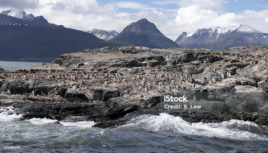 Ушуая �пейзаж-Cormorants на большой Качаются - Стоковые фото Земля роялти-фри