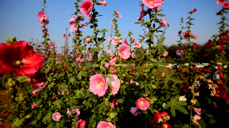 Hollyhocks