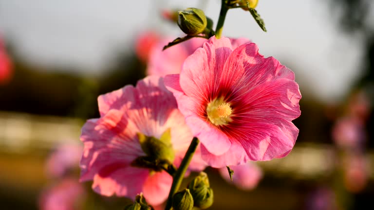 Hollyhocks