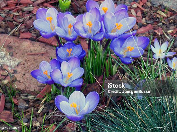 Frühlingskrokussen Im Garten Stockfoto und mehr Bilder von Baumblüte - Baumblüte, Bildschärfe, Blatt - Pflanzenbestandteile