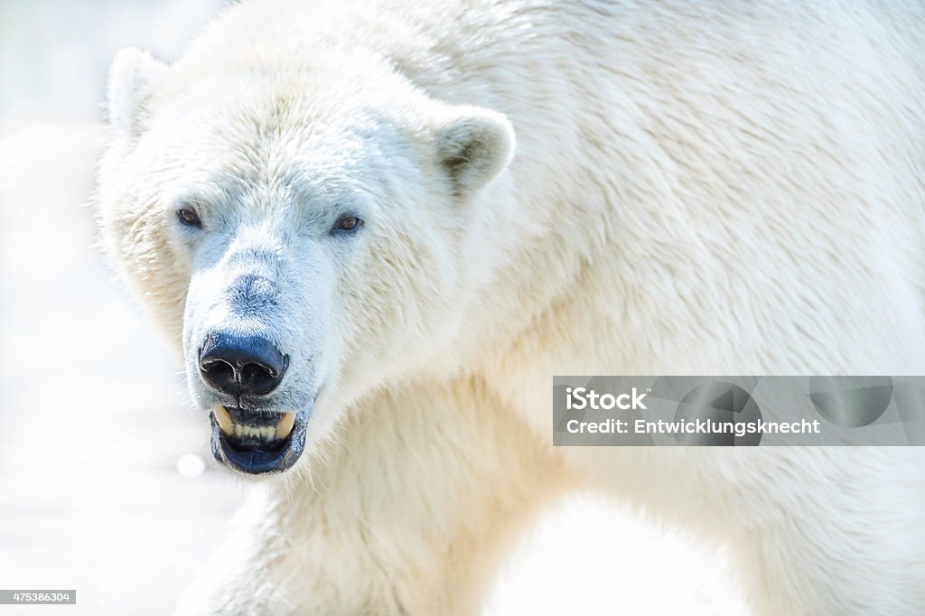 Ice polar bear closeup beautiful white Polar bear (Ursus maritimus) shows itself wonderfully in front of the camera. The large resolution of the image is impressive. Polar Bear Stock Photo