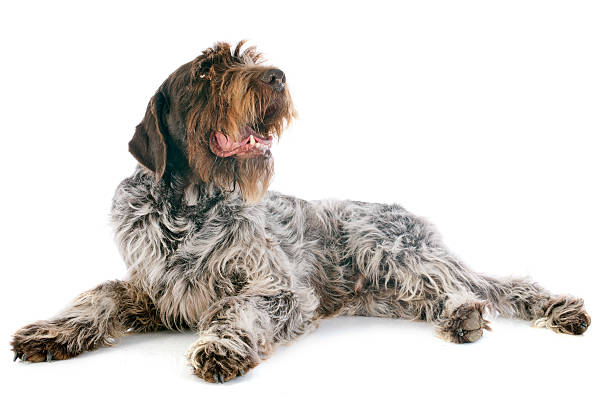 Wirehaired Pointing Griffon Wirehaired Pointing Griffon in front of white background wire haired stock pictures, royalty-free photos & images