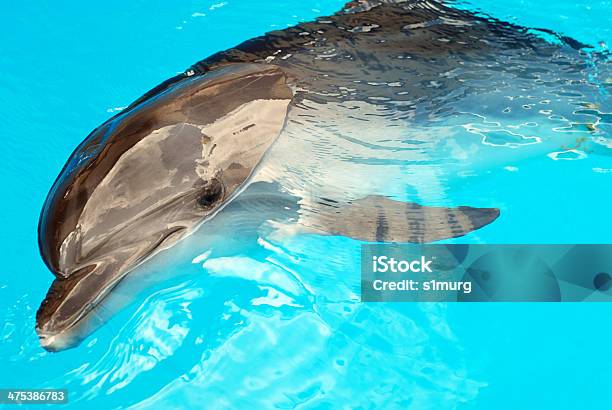 Dolphin In Water Stock Photo - Download Image Now - Adult, Animal, Animal Wildlife