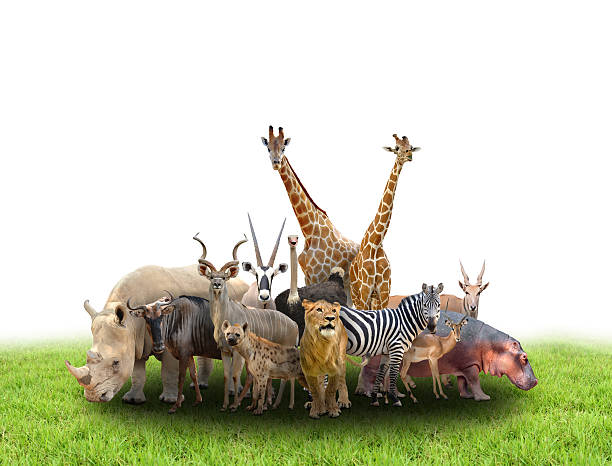 istock group of africa animals 475387898