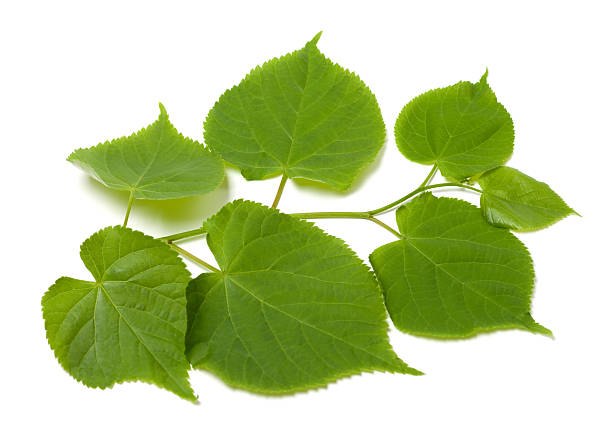 istock Green sprig of linden-tree 475388078