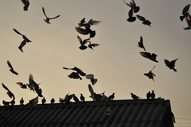 istock Pigeons in the sky. 475389229