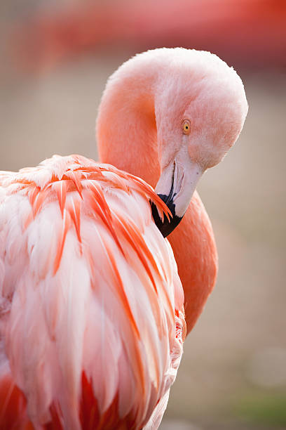 ピンクのフラミンゴ - flamingo bird isolated animal leg ストックフォトと画像