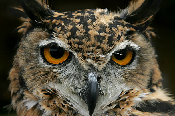 istock Close up of an owls face,Derbyshire,UK 475391840