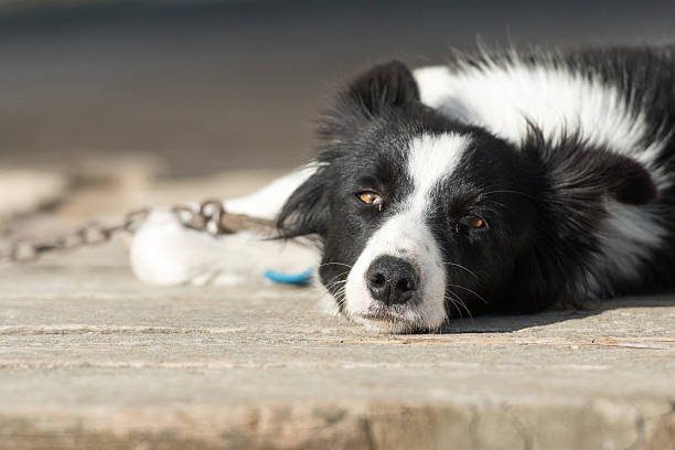 istock border collie dog looking at you 475391872