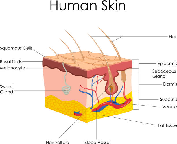 Human Skin Anatomy vector illustration of diagram of human skin anatomy sweat gland stock illustrations