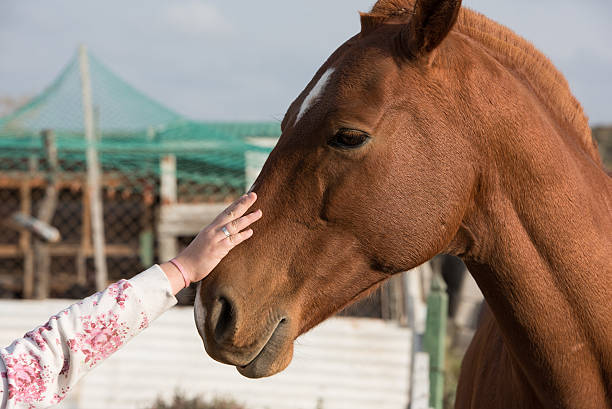istock female hand caressing horse detail 475395630