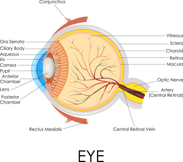 illustrations, cliparts, dessins animés et icônes de oeil humain anatomie - choroid