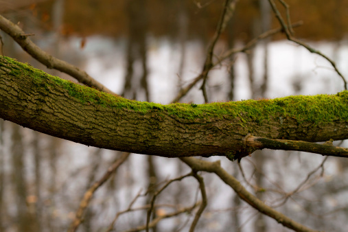 A thick, moss-covered branch extending horizontally across the picture.