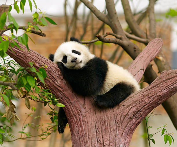 Giant panda baby over the tree stock photo
