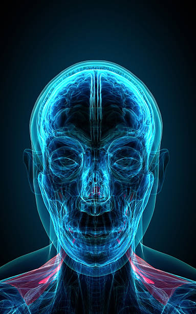 istock neck x-ray human male body 475401961
