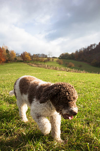lagotto romagnolo in the countryside lagotto romagnolo in the countryside lagotto romagnolo stock pictures, royalty-free photos & images
