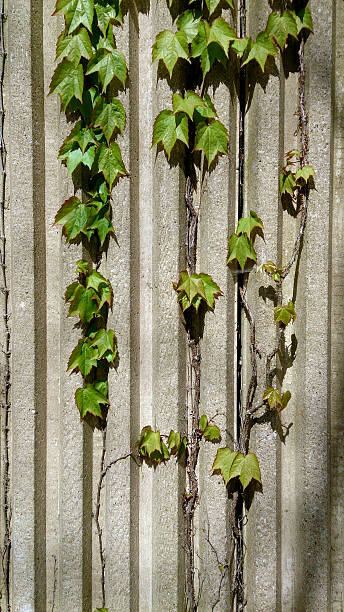 istock Boston Ivy Climbing on Concrete Wall 475402920