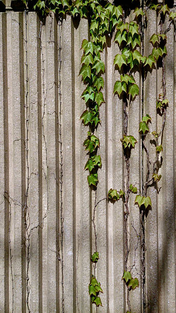 Boston Ivy Climbing on Concrete Wall