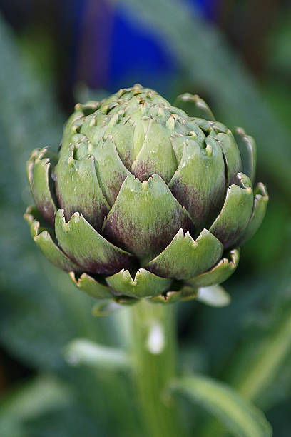 Artichoke stock photo