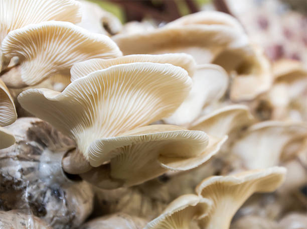 istock Mushrooms in farm 475404059