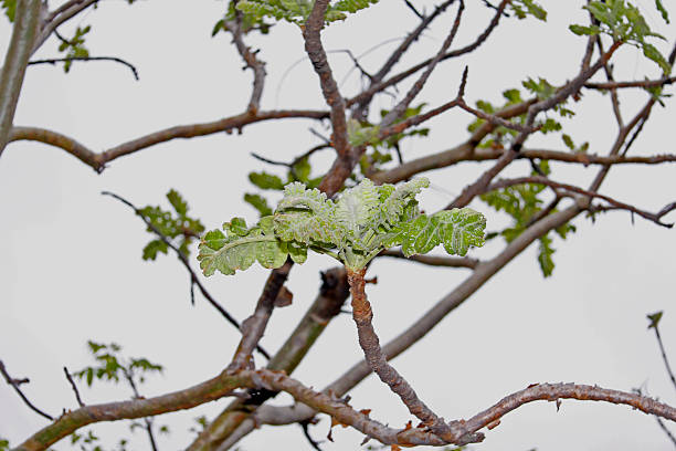 boswellia serrata - rosids fotografías e imágenes de stock
