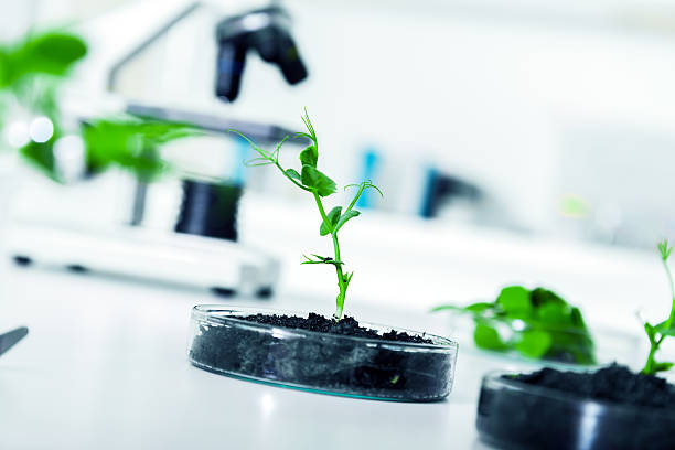 istock Genetically modified plant tested in petri dish . 475405511