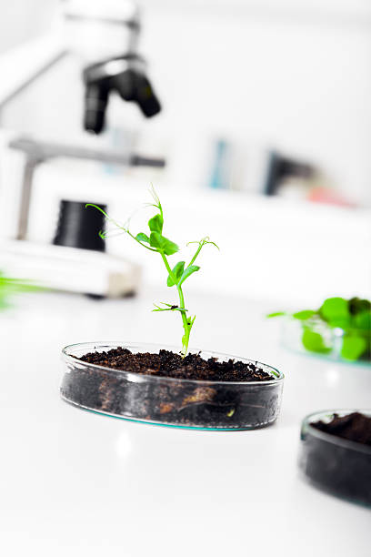 istock Genetically modified plant tested in petri dish . 475406261
