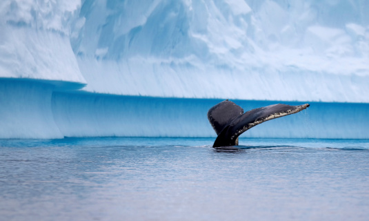 Humpback whale in Antarctic waters with spectacular icebergs in the background