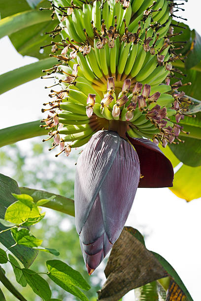 Banana bud Banana bud and bunch hanging on its tree plantain banana banana tree tropical climate stock pictures, royalty-free photos & images