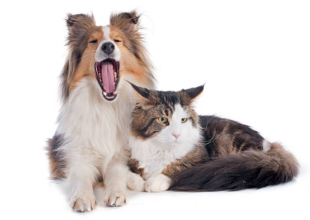 istock shetland dog ans maine coon cat 475407323