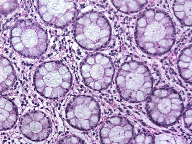 glandular gewebe mit 20 x vergrößerung - scientific micrograph fotos stock-fotos und bilder