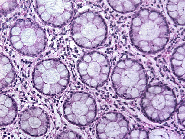 tissu glandular de 20 x image - animal cell photos photos et images de collection