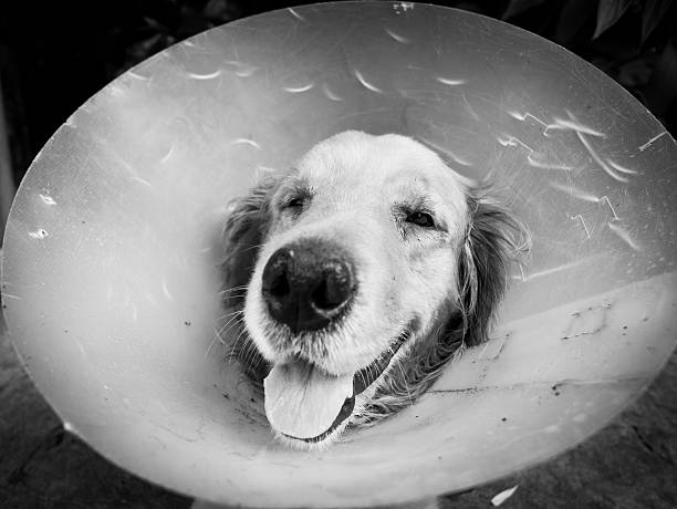 istock Agape Dog with funnel 475411697