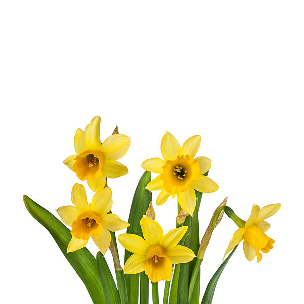 istock Beautiful Yellow Daffodils flowers isolated on white background 475412299