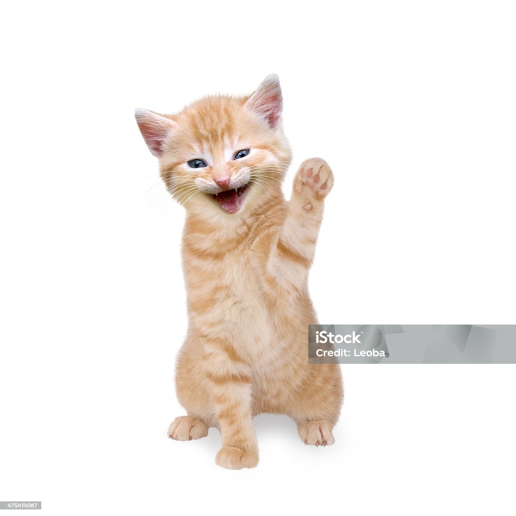 smiling cat isolated on white background Domestic Cat Stock Photo