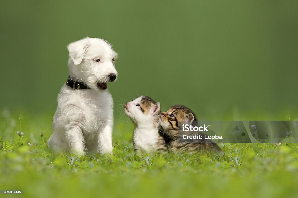 Parson Jack Russell Terrier Welpe mit zwei kleinen Kätzchen - Lizenzfrei Welpe Stock-Foto